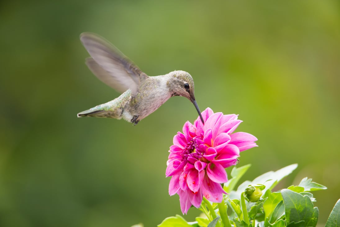 Humming bird